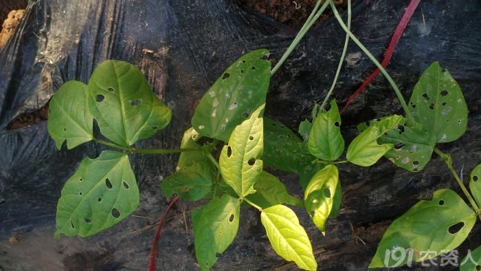 老赵随手拍温室豆角菜青虫危害图