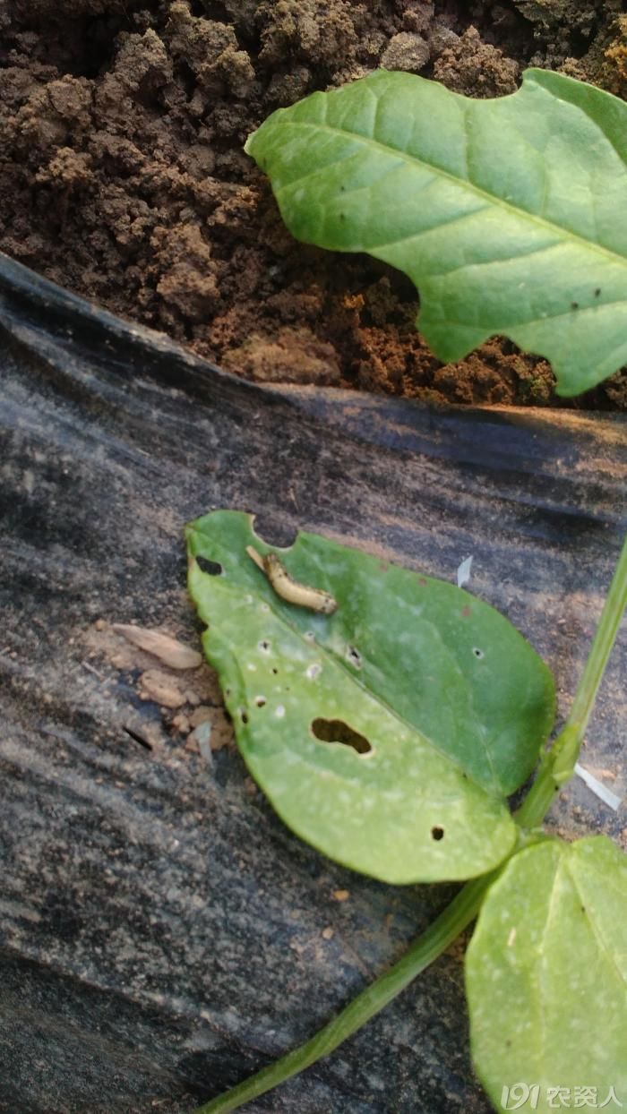 老赵随手拍温室豆角菜青虫危害图