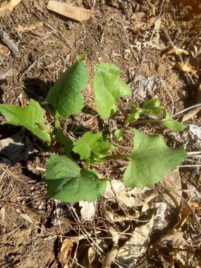 今天给大家介绍的是"东风菜",又名"大耳毛".