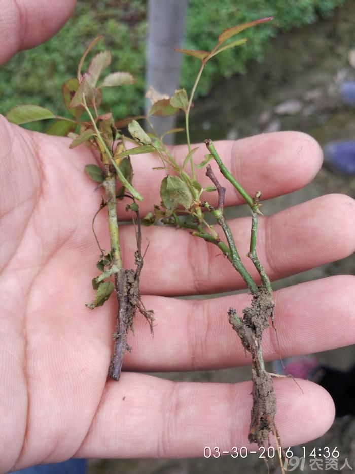 让作物长好让人类健康记月季疫病防治的试验探索