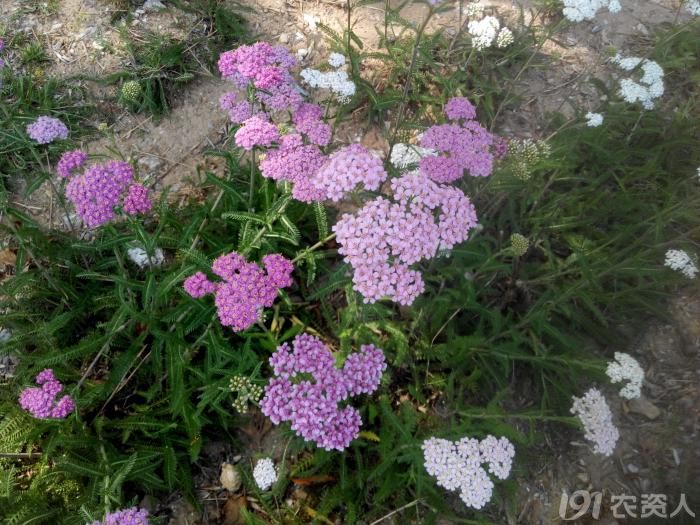 知客拍到古时占卜用的蓍草