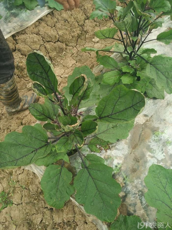 求大家看看老爸种的茄子卷叶