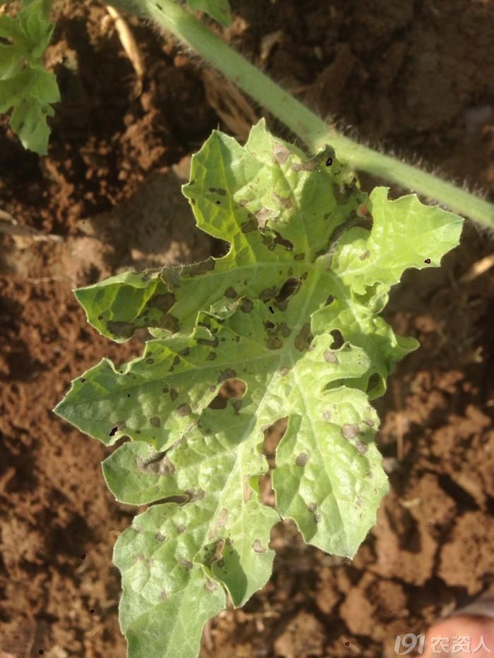 这个是什么病症用什么药物