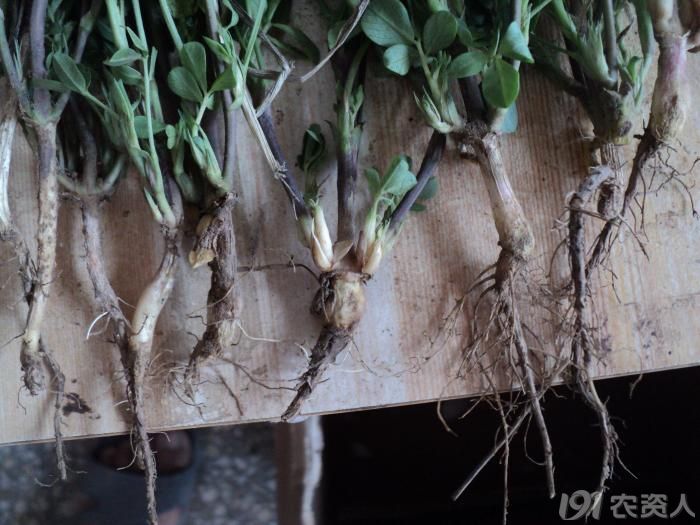 实拍花生病害黑根
