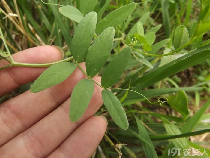 【知客】大花野豌豆