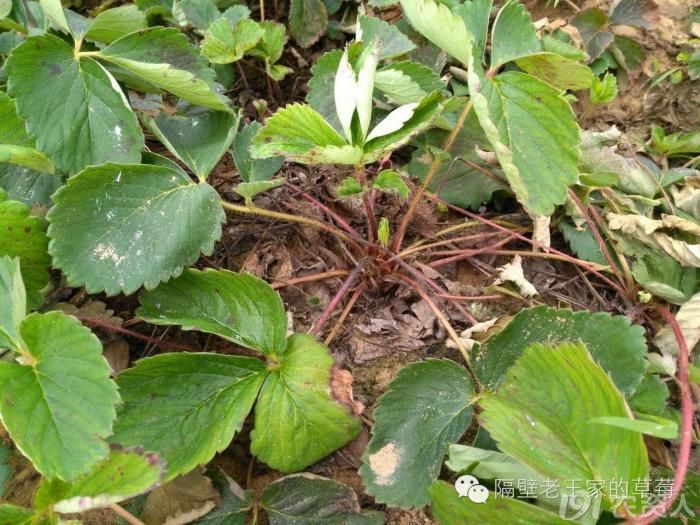 種植圈 炭疽根莖腐病 有幾種真菌會引起草莓的炭疽病,包括草莓