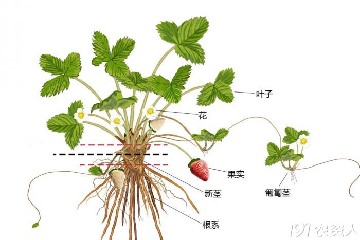 草莓的茎和叶的图片图片