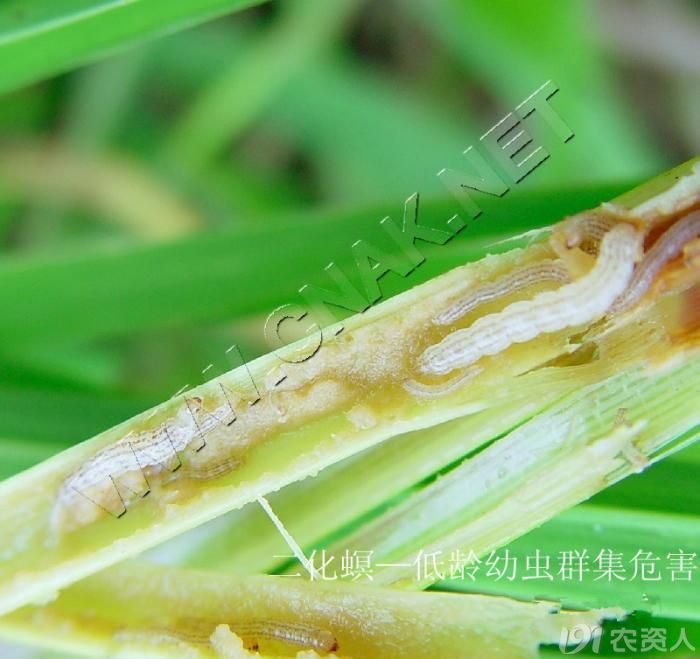 水稻二化螟成虫图片图片