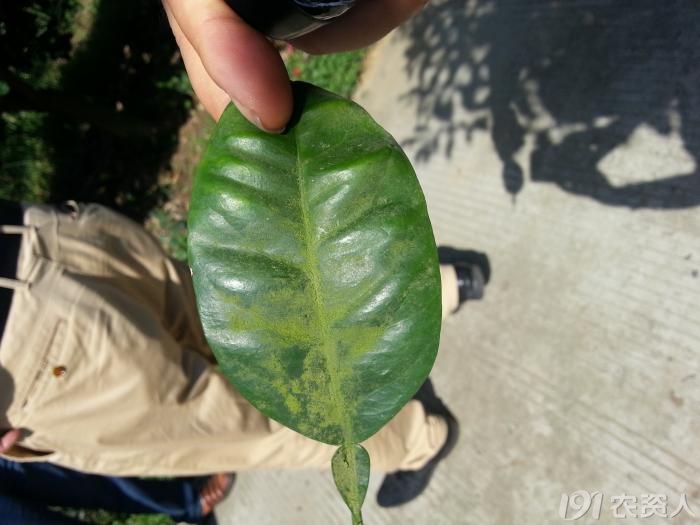 柑橘树青苔病