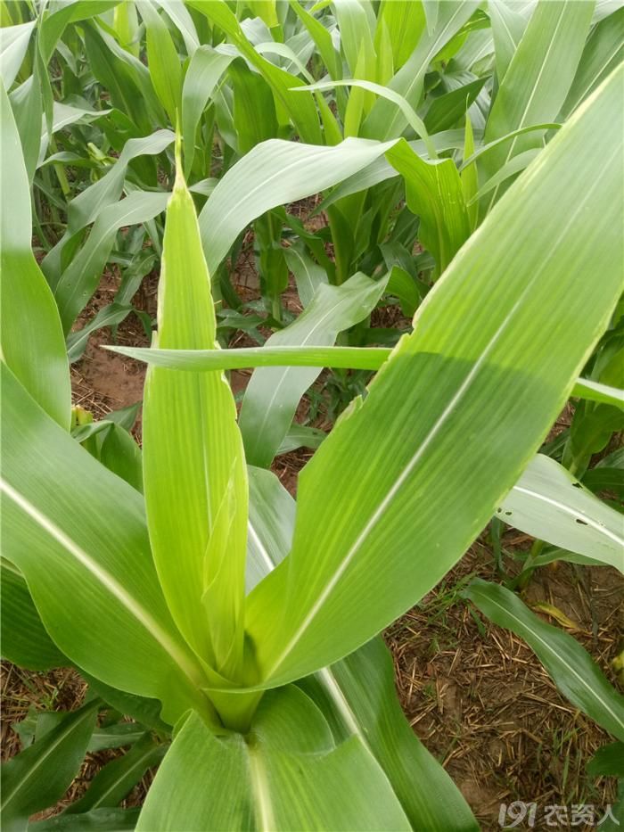 玉米缺钙高清图谱