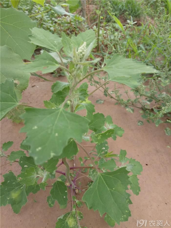 玉米田常见杂草