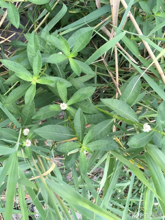 【知客】空心莲子草(苋科)