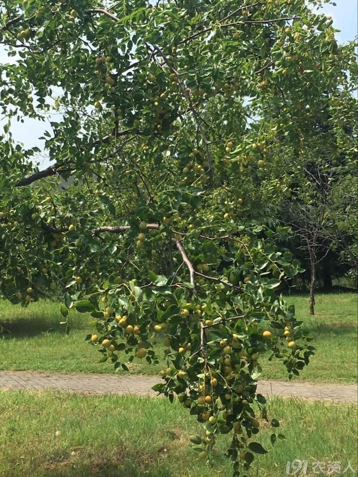 种状元把枝条都压弯的大枣