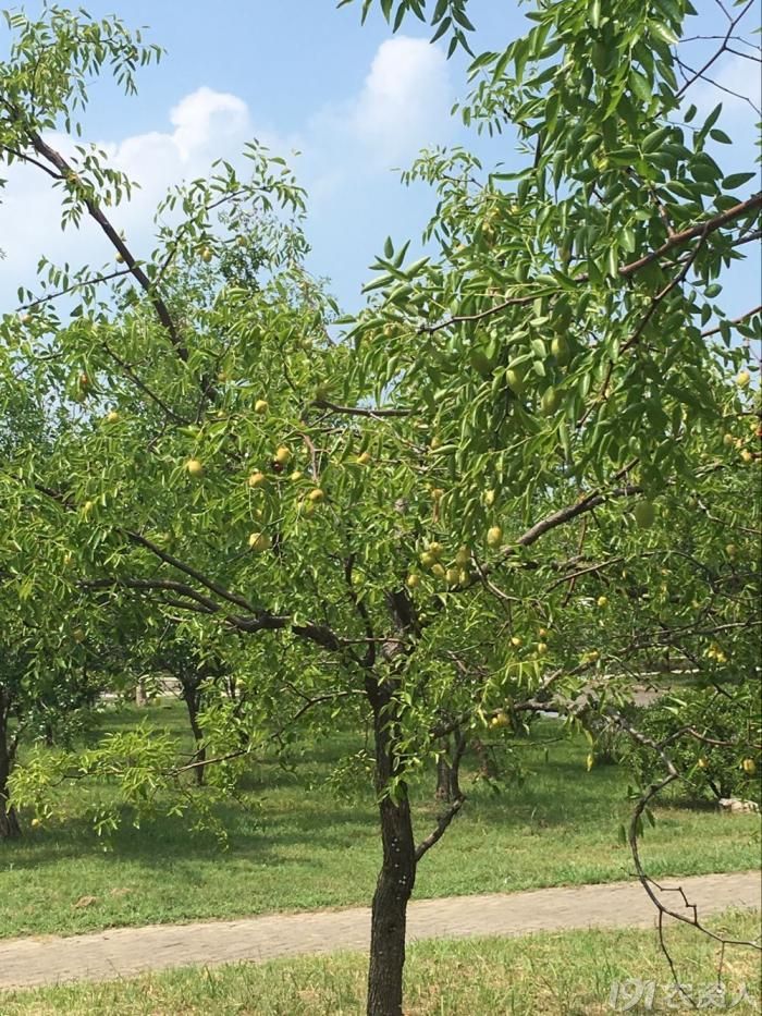 种状元把枝条都压弯的大枣