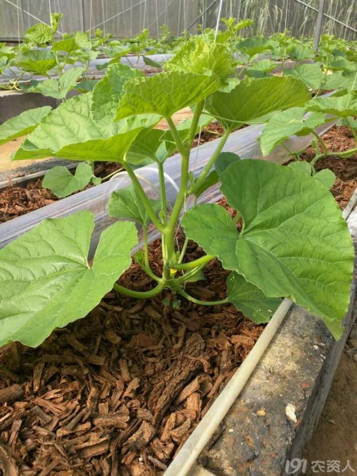 哈密瓜蔓伸不出来