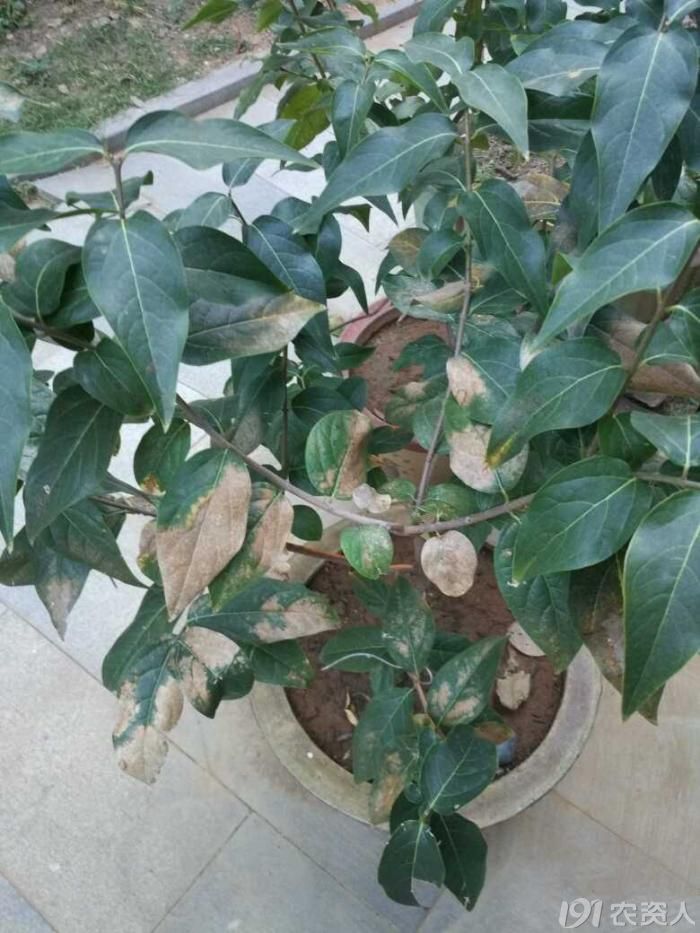 请专家看看我家梅花是什么病害如何防治