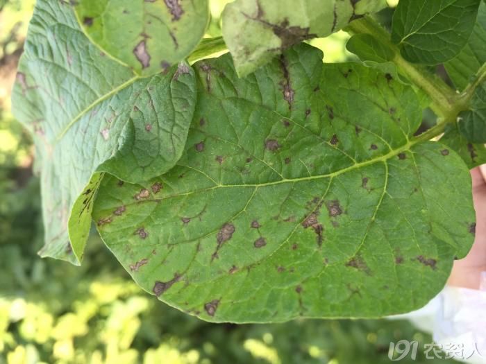 疑似马铃薯炭疽病或叶枯病请大家帮忙鉴定