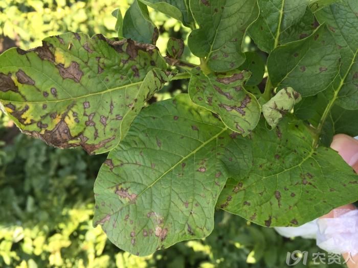 疑似马铃薯炭疽病或叶枯病请大家帮忙鉴定