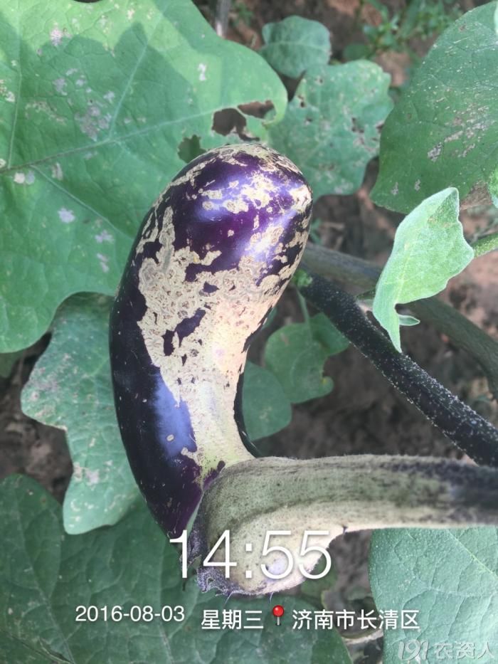 茄子茶黄螨危害症状_病虫草图_191农资人 - 农技社区服务平台