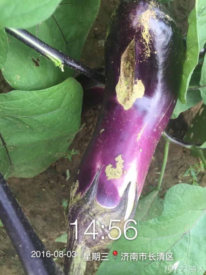 茄子茶黄螨危害症状_病虫草图_191农资人 - 农技社区服务平台