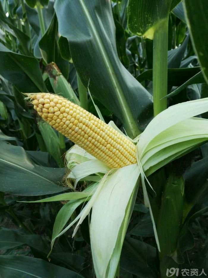 伟育2号玉米品种