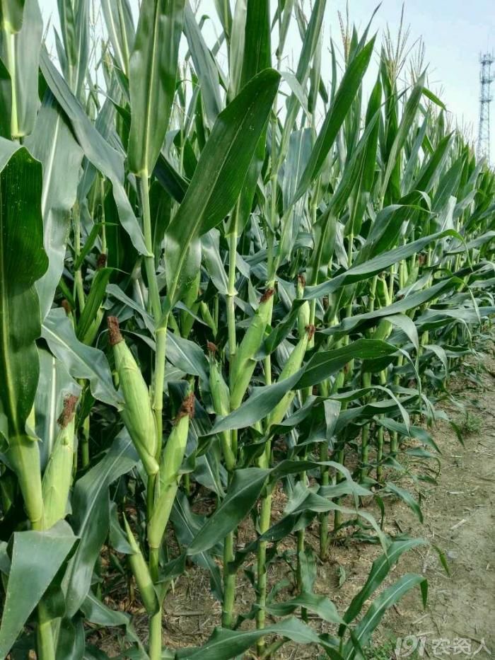 伟育2号玉米品种