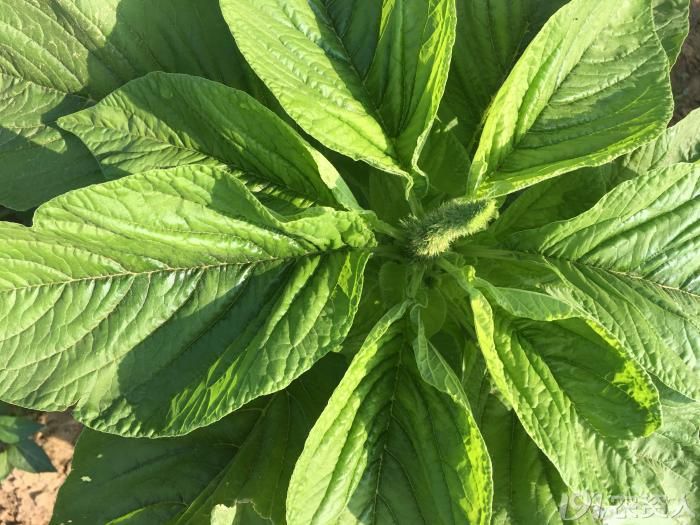 种状元云香菜苋菜