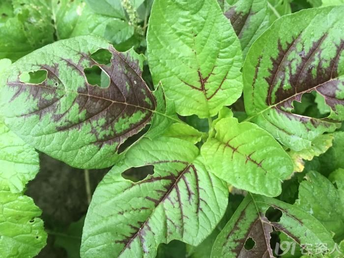 【种状元】云香菜(苋菜)