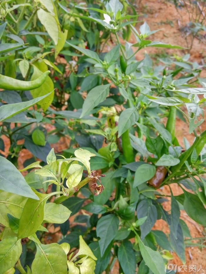请问是辣椒缺钙么