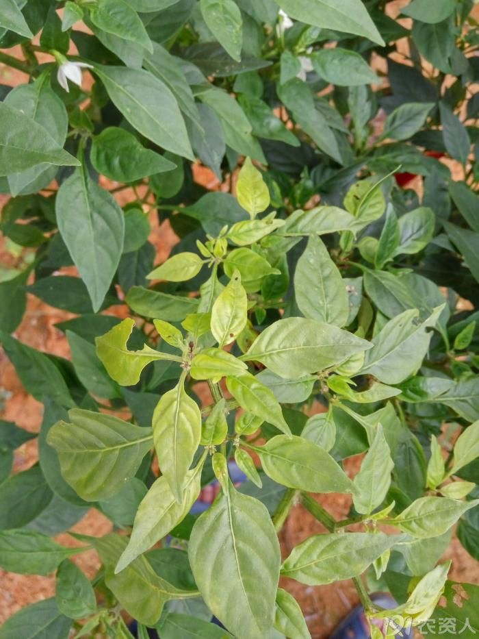 请问是辣椒缺钙么