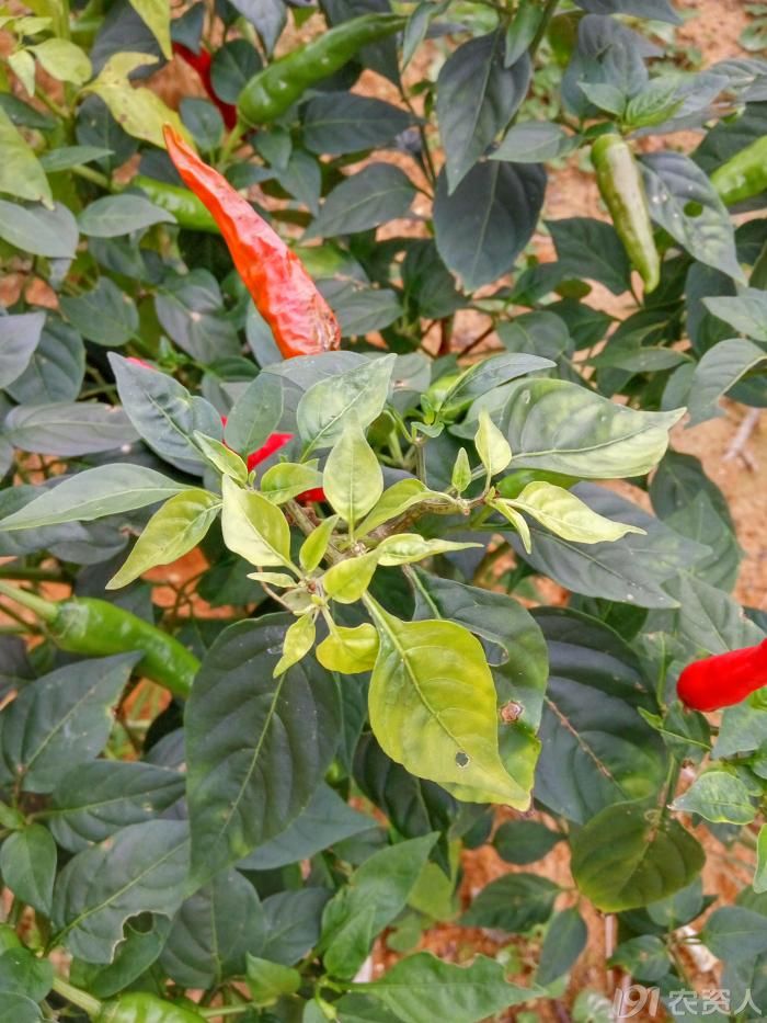 请问是辣椒缺钙么
