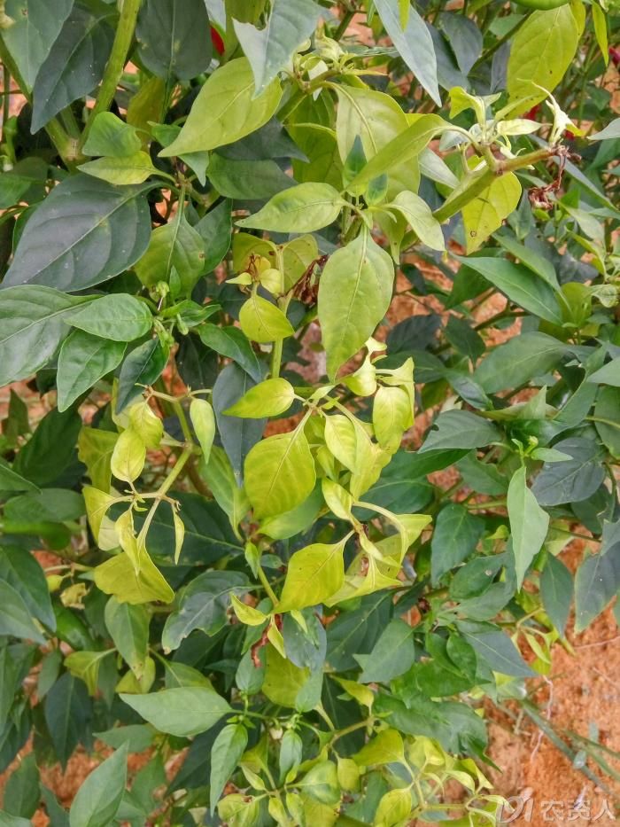 请问是辣椒缺钙么