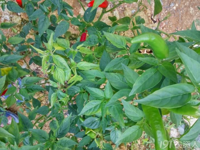 请问是辣椒缺钙么