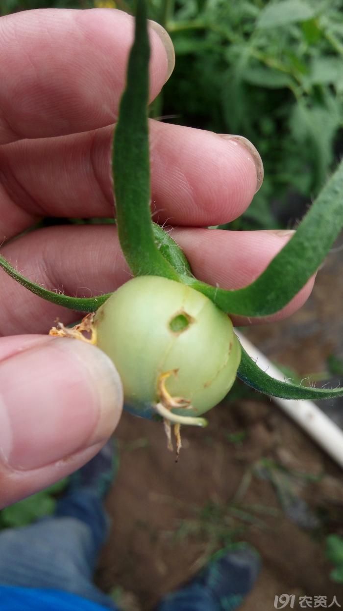 几种病害图片供大家赏析_病虫草图_191农资人 - 农技社区服务平台