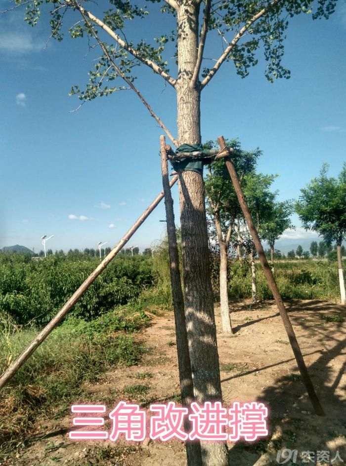 树木支撑技术