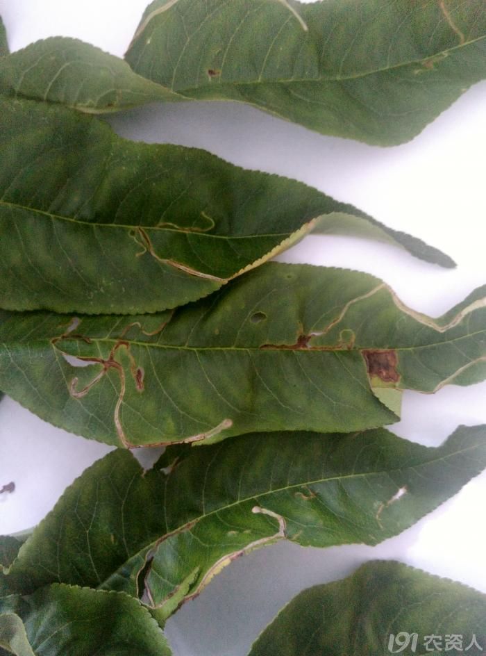 桃树叶潜叶蛾危害状