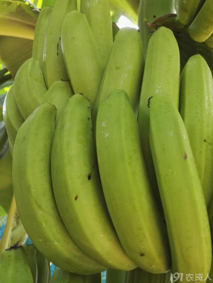 香蕉蕉果喷护蕾药干了以后留下一层蜡状物