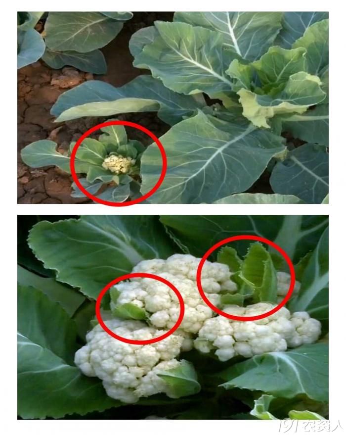 b干货喷施红糖水和磷酸二氢钾可有效预防花椰菜花球变色