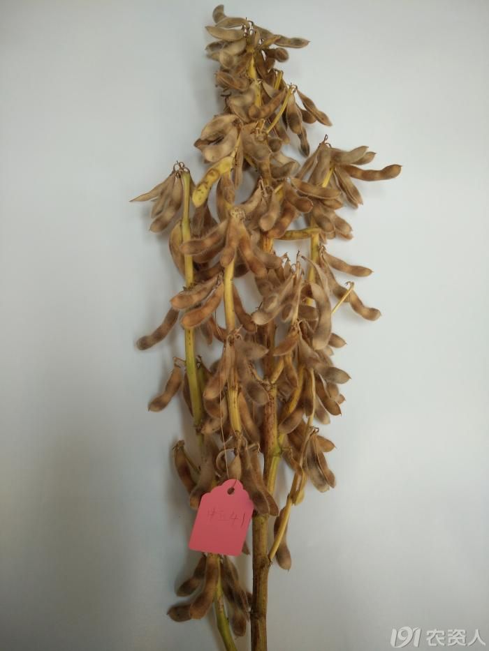 许科大豆中豆41沿海稻麦区域给您报喜