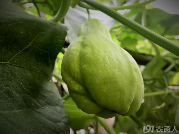 知客佛手瓜葫芦科