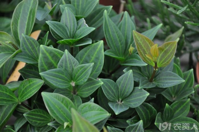 【知客】花叶冷水花(荨麻科)