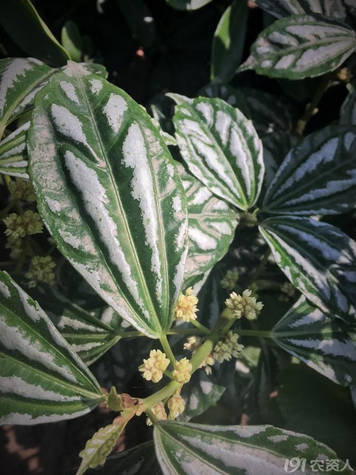 【知客】花叶冷水花(荨麻科)