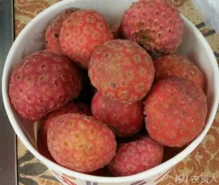 人间有味难忘鸡嗉子果