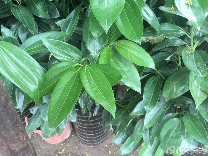 种状元兰屿肉桂平安树