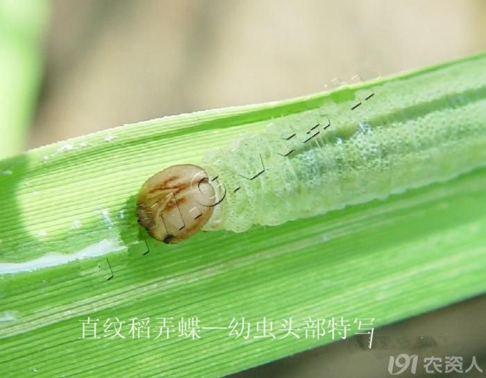 直纹稻弄蝶的识别与防治策略