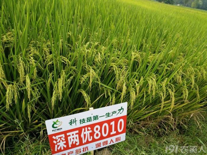 我是邀九妖我郑重向大家推荐重磅品种深两优8010