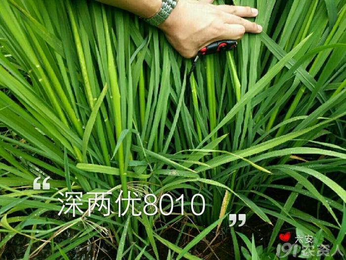 我是邀九妖我郑重向大家推荐重磅品种深两优8010