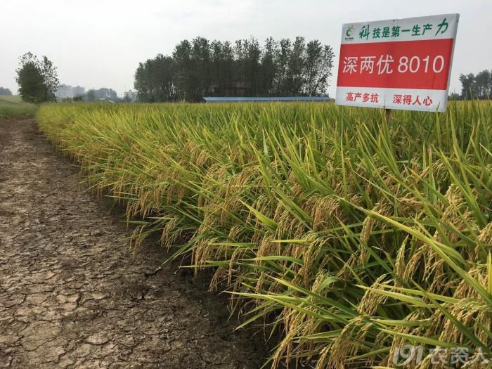 我是邀九妖我郑重向大家推荐重磅品种深两优8010