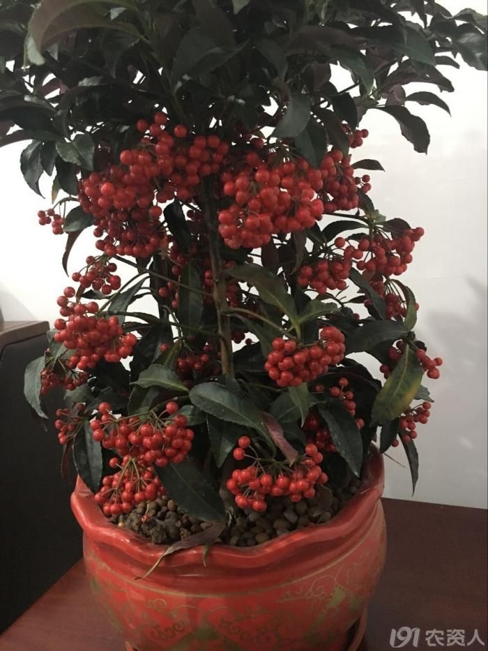 知客日本珊瑚树结果啦