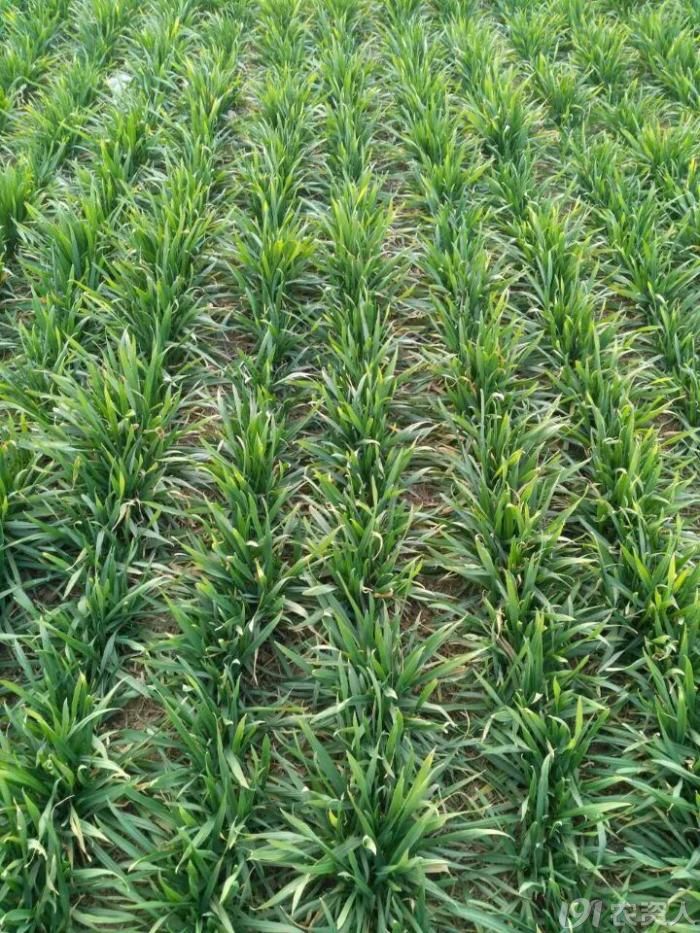 我给爸爸安排了两亩地的示范田